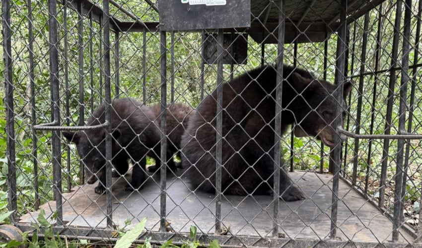 RETORNA COMISIÓN DE PARQUES FAMILIA DE OSOS NEGROS A SU HÁBITAT