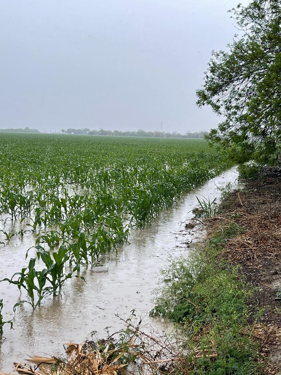 Mejoran lluvias al campo de la región fronteriza.