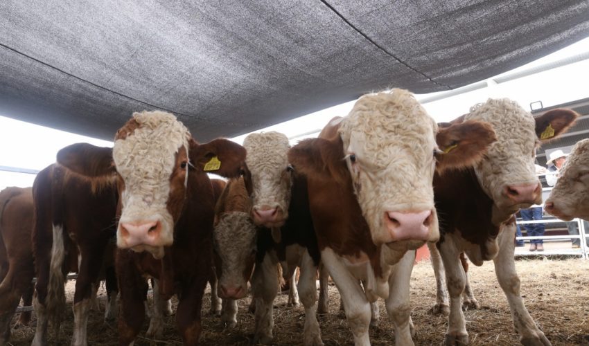 PREPARA DESARROLLO RURAL EVENTO DE MEJORAMIENTO GENÉTICO 2025