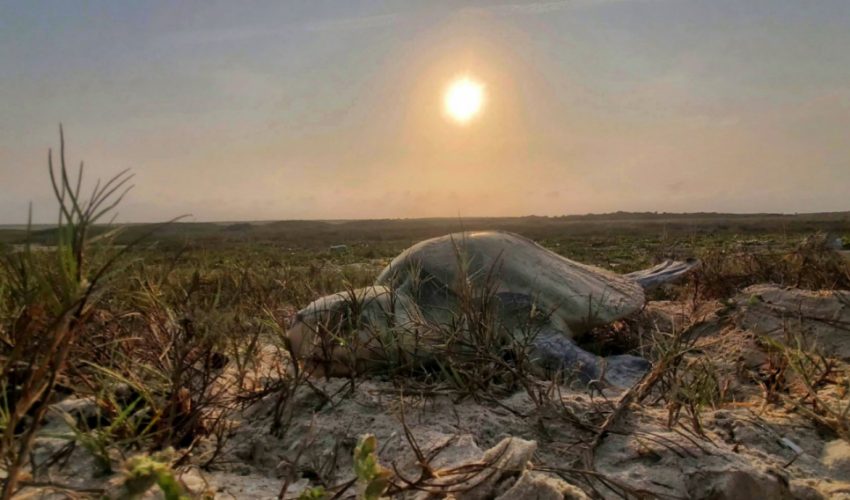 INCREMENTA TAMAULIPAS RESGUARDO DE HUEVOS  DE TORTUGA LORA EN UN 20%.
