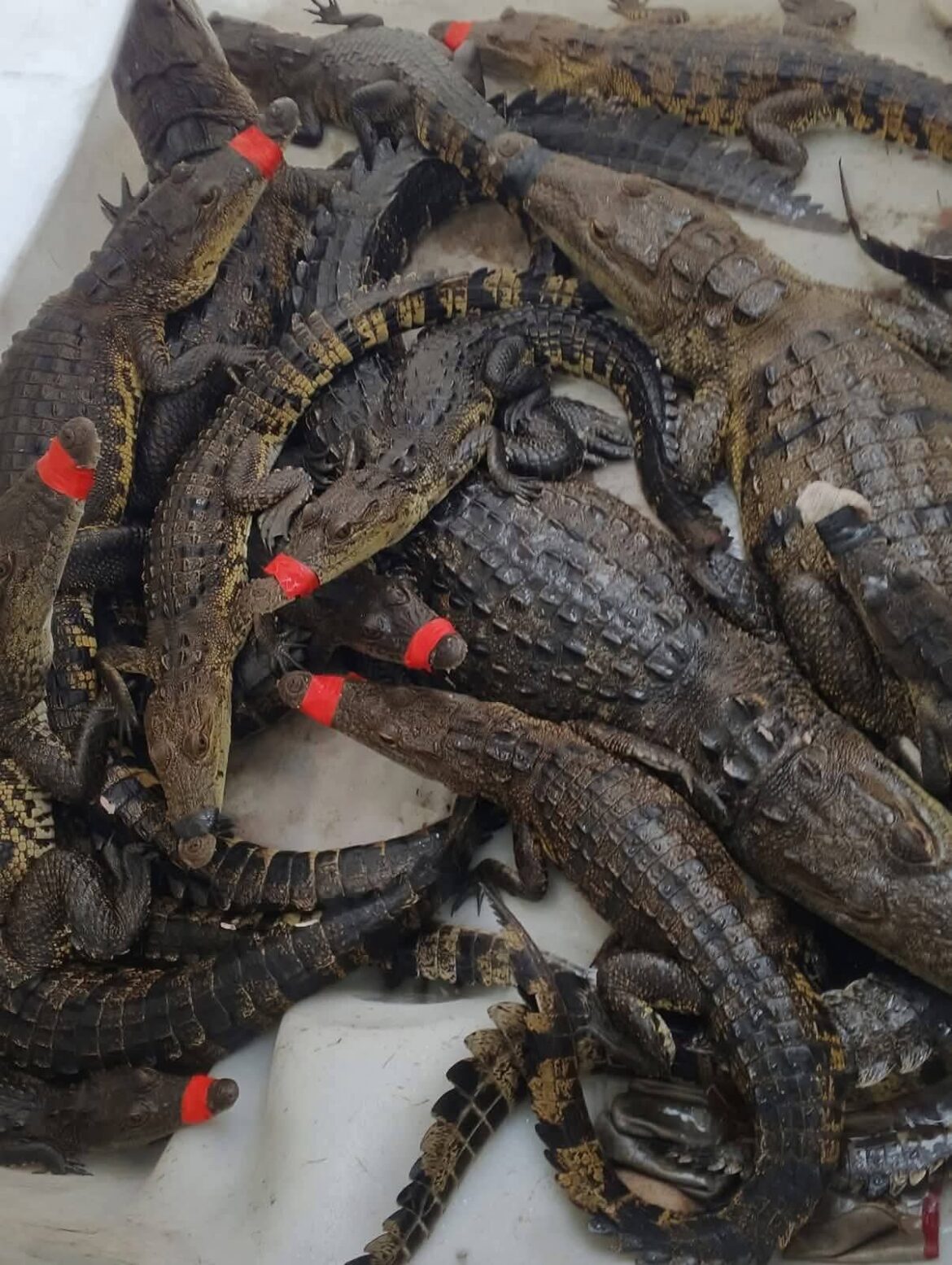 Incrementan lluvias presencia de cocodrilos en zonas urbanas del sur de Tamaulipas.