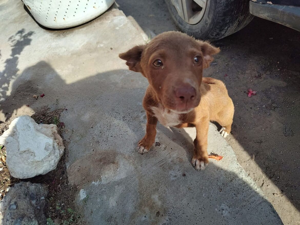 🐾 UN HOGAR PARA QUIEN LLEGÓ SOLO… Y CON EL CORAZÓN LLENO DE ESPERANZA 🐾.