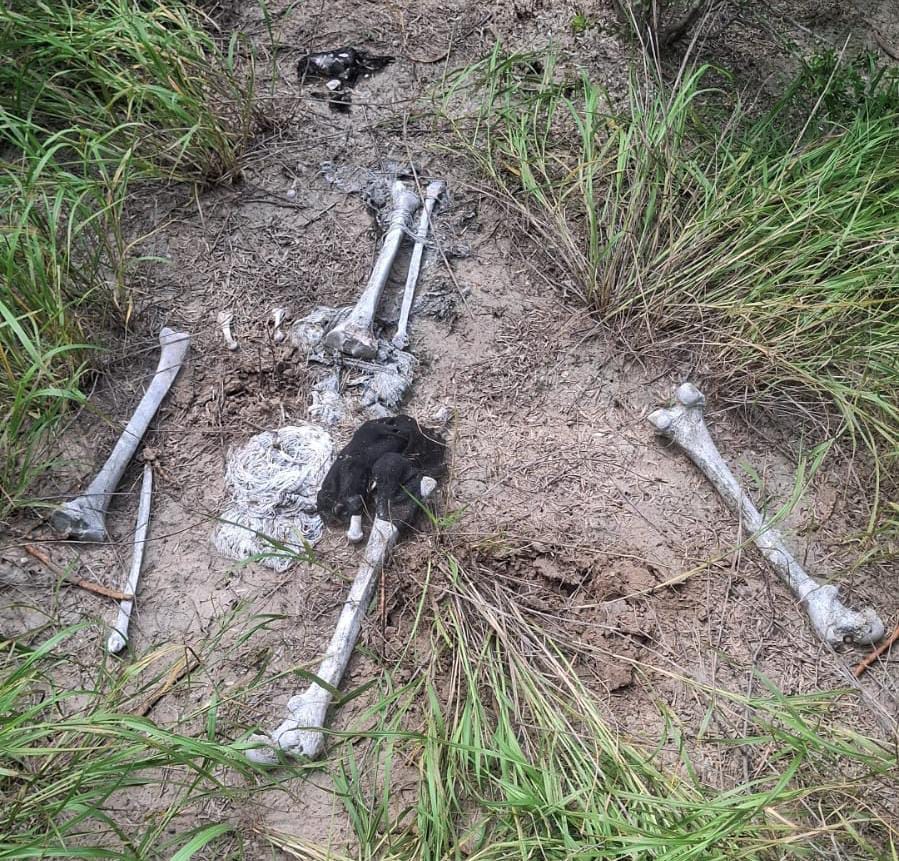 Colectivo localiza restos humanos en zona despoblada de Reynosa