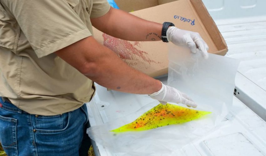 INVIERTE TAMAULIPAS EN PREVENCIÓN Y MONITOREO CONTRA EL GUSANO BARRENADOR