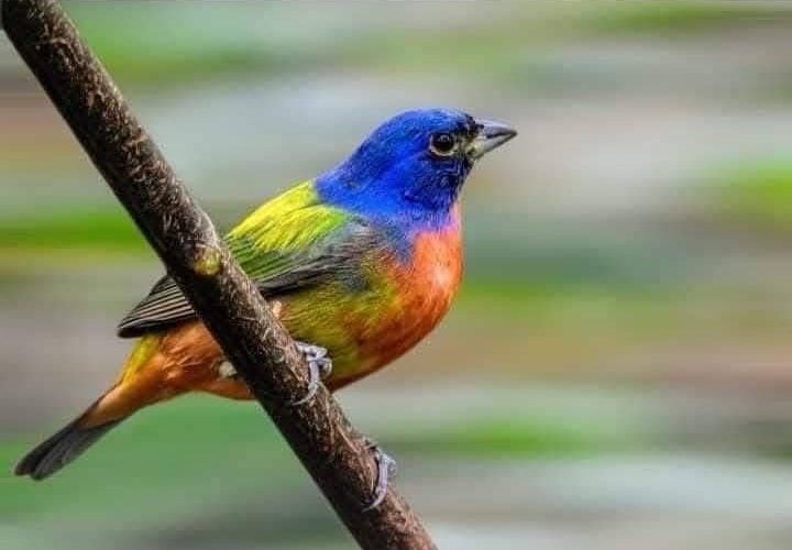 TIENE TAMAULIPAS UNA GRAN RIQUEZA DE AVES : COMISIÓN DE PARQUES.