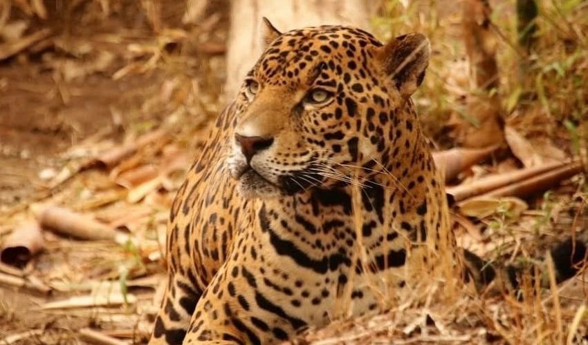 CONTRIBUYE TAMAULIPAS EN LA CONSERVACIÓN DEL JAGUAR.