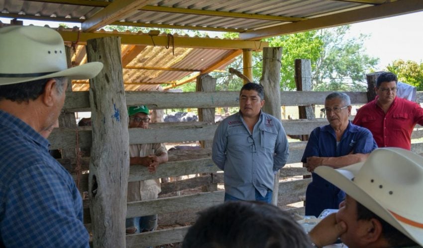 INICIA PROYECTO DE MEJORAMIENTO GENÉTICO CON TECNOLOGÍA IN VITRO EN ALDAMA Y ALTAMIRA