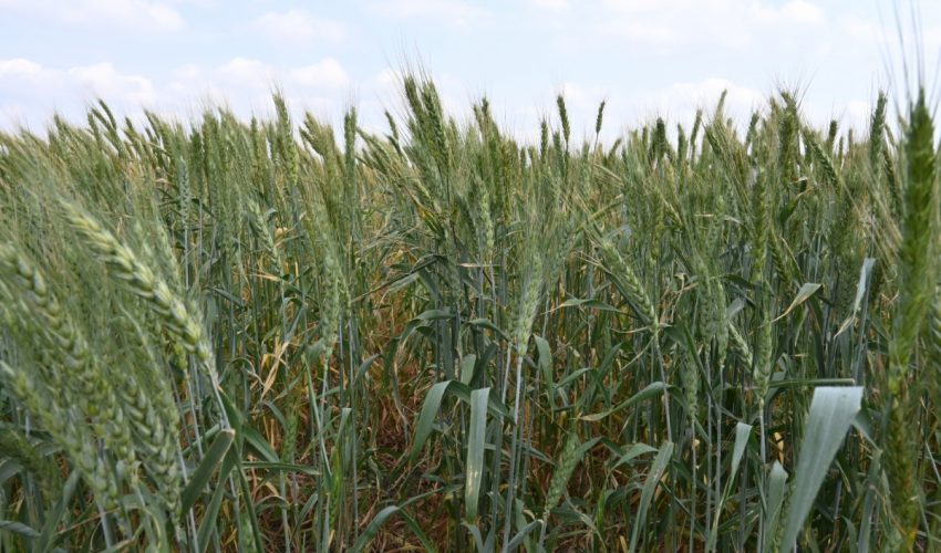 PROMUEVEN GOBIERNO FEDERAL Y ESTATAL LA SIEMBRA DE TRIGO EN EL NORTE DE TAMAULIPAS