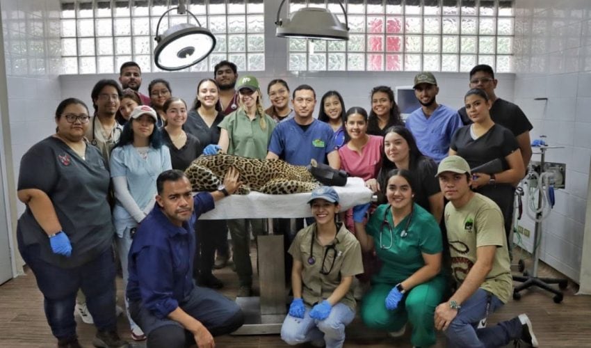 DESTACA ZOOLÓGICO TAMATÁN COMO PAPEL CLAVE DE LA MEDICINA VETERINARIA EN AMBIENTES CONTROLADOS