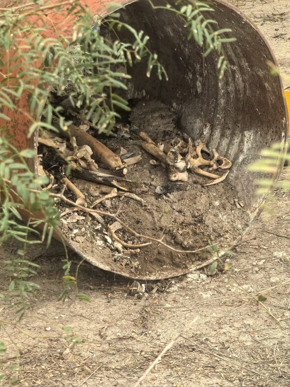 Localizan osamenta durante búsqueda de desaparecidos en Reynosa.