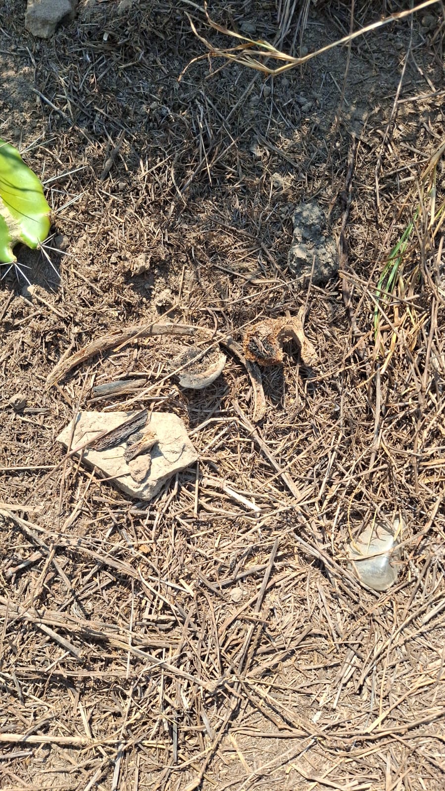 Hallan restos humanos en fosas clandestinas del ejido El Porvenir