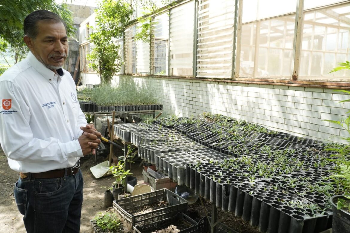 Implementa la UAT manejo sustentable del maguey mezcalero enMiquihuana