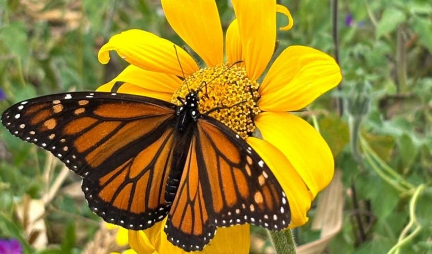 FACILITA TAMAULIPAS MIGRACIÓN DE LA MARIPOSA MONARCA: CPBT