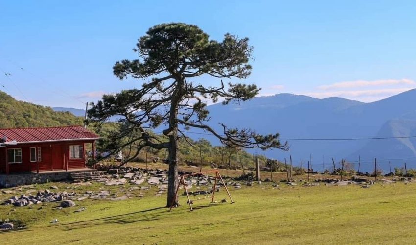 ES PINO SOLO EN CIUDAD VICTORIA, UN TESORO NATURAL DE TAMAULIPAS