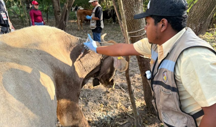 ALTAMIRA Y LLERA, DECLARADOS LIBRES DE GUSANO BARRENADOR DEL GANADO