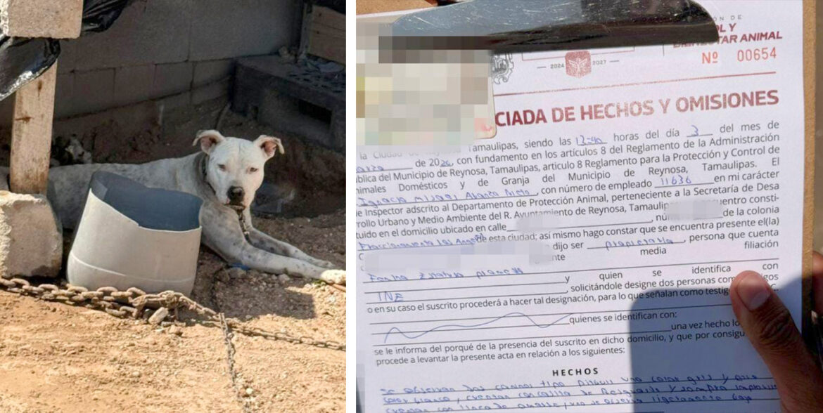 Demuestran reynosenses corazón solidario con la vida animal